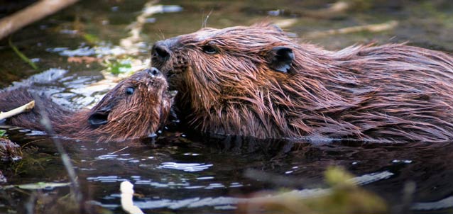 Walking holidays – Beavers in The River Otter