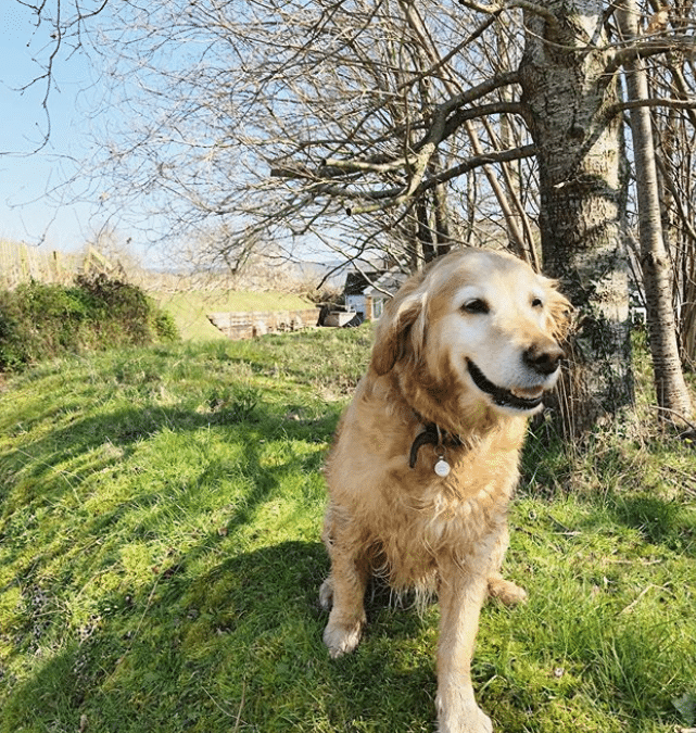 holiday Dog cottage Devon