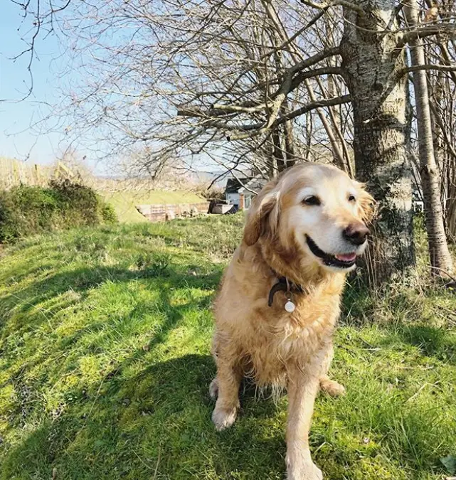 2020 Lock Down and Dogs – Dog Friendly Holiday Cottage