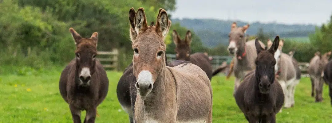 The Donkey Sanctuary